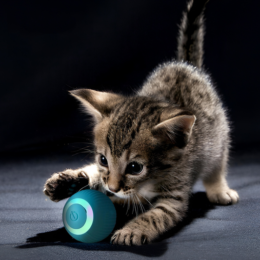 KattenRoller™ | Het favoriete speeltje van je kat! - Campor NL